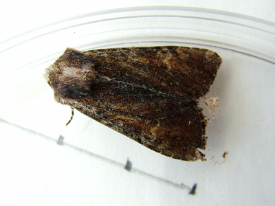 Clouded-bordered Brindle